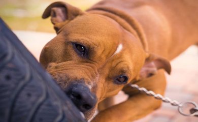 Dog Bite & Animal Attack Attorneys